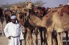 Corridas de camelos